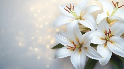 Fototapeta premium White Lilies Flowers Close-up Minimalistic Background Natural Light Elegance Funeral Condolence Card