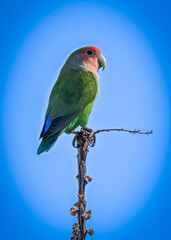 Rosey Faced Love Birds Posing 