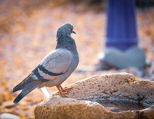 pigeon on the stone