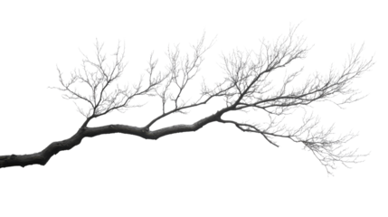 tree branches silhouette isolated on white background