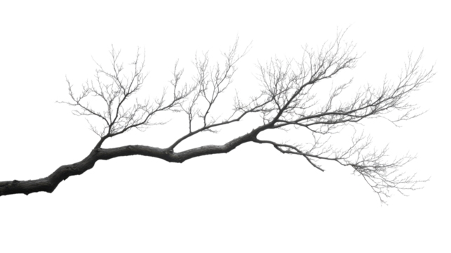 tree branches silhouette isolated on white background