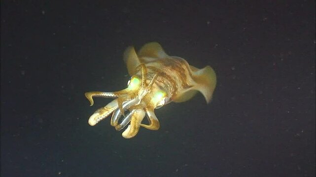 물속에서 우아하게 헤엄치는 오징어