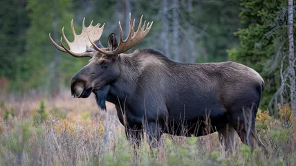Majestic Bull Moose with Large Antlers Standing in Grassy Meadow, Surrounded by Trees in Forested Area, Dark Brown and Gray Fur, Gazing into the Distance