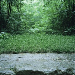 Fototapeta premium Lush green forest path