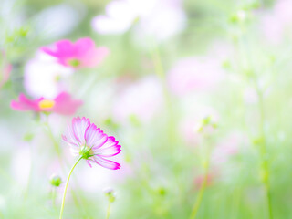 秋の公園や花壇を彩るコスモスのある風景。背景。自然風景素材。