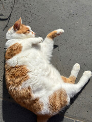 햇살 아래 여유를 즐기는 고양이 Cat Relaxing in the Sunlight