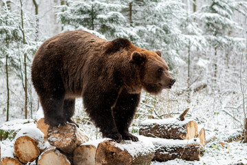 A wild brown bear in the winter forest. A scene from the wilderness.