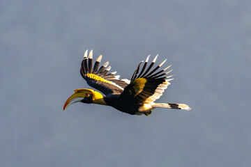 Hornbill in flight