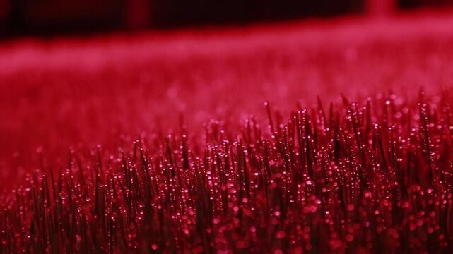 물방울이 맺힌 신선한 보리싹