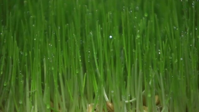 물방울이 맺힌 신선한 보리싹