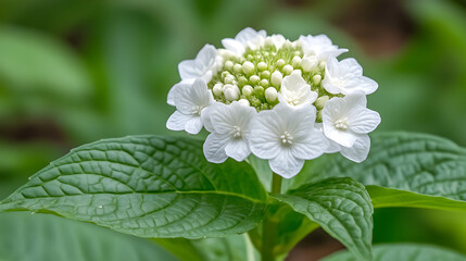 A close-up of a white flowering plant exhibits delicate petals and vibrant green leaves, showcasing the beauty of nature's intricate details.