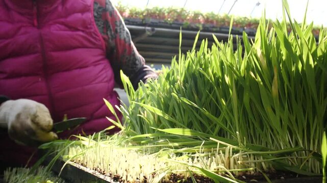 온실에서 녹색 보리싹을 수확하는 손