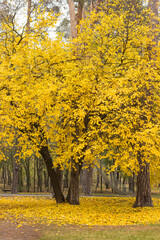 Autumn landscape. Autumn tree with bright golden foliage in autumn park, autumn landscape scene