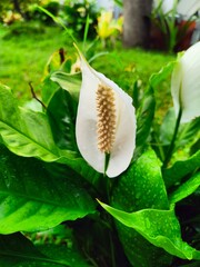 Peace lilies (Spathiphyllum) can remove toxins such as ammonia, formaldehyde, and benzene from the air.
