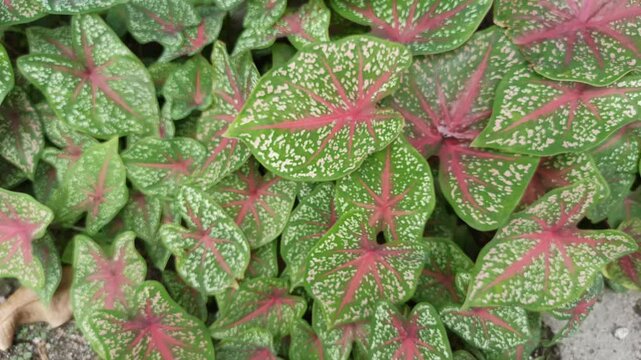 caladium red star in the garden