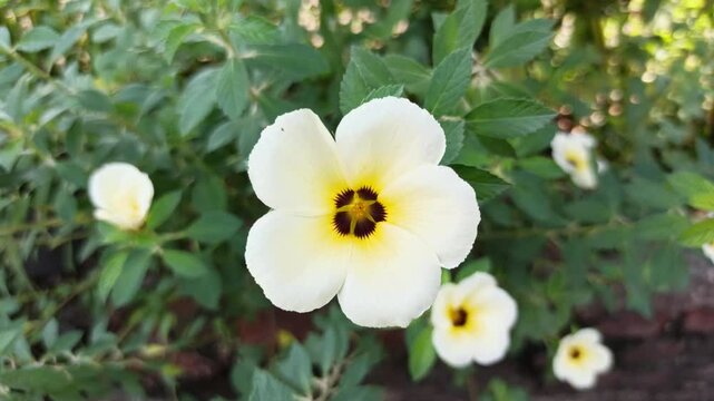 Turnera subulata in the garden