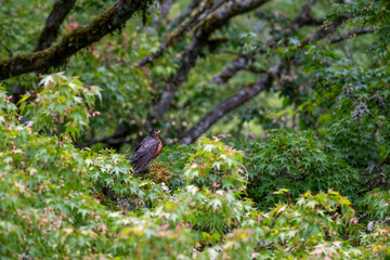 Obraz premium Young fledgling American Robin perched on a maple tree branch in the rain, wet bird standing tall, summer season nature background 