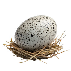 Obraz premium Spotted egg nestled in straw. transparent background
