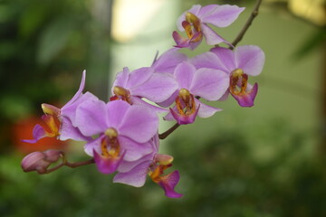 Beautiful and romantic purple moon orchid flower, this flower is from Indonesia.