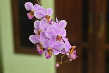 Beautiful and romantic purple moon orchid flower, this flower is from Indonesia.