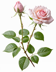 Pink pastel roses isolated on white background 