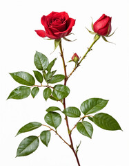 Red velvet roses isolated on white background