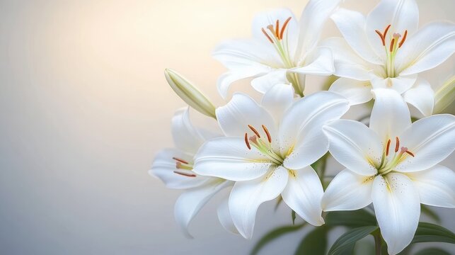 white lilies close-up photography natural light floral elegance simple beauty background condolence card
