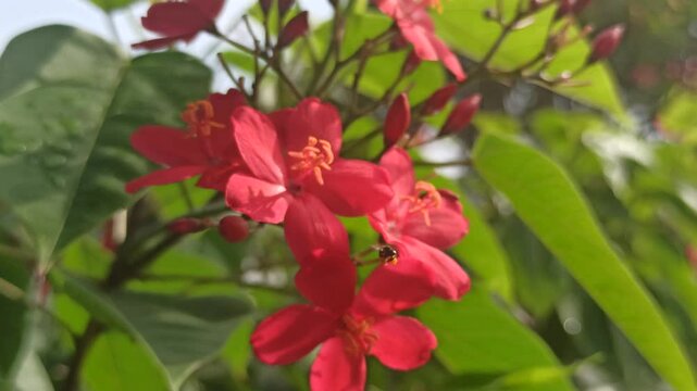 Jatropha integerrima