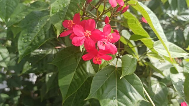 Jatropha integerrima