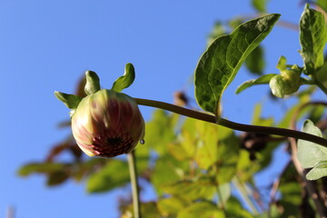 The Beautiful Dahlia Pinnata flowers