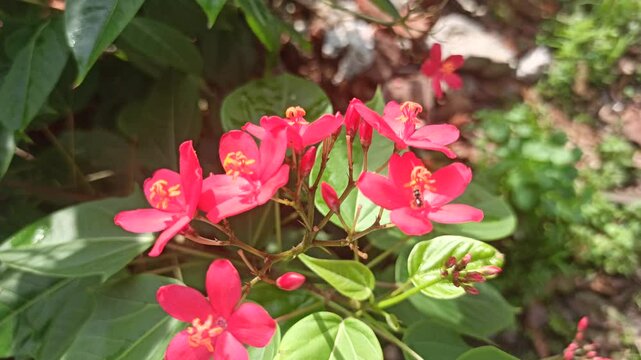 Jatropha integerrima