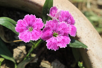 Dianthus, China Pink or Carnation flower