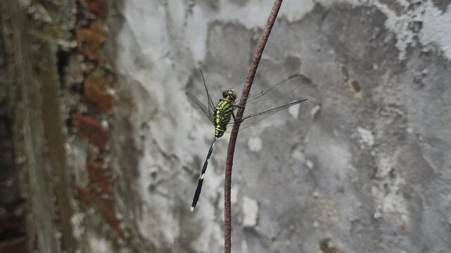 the dragonfly in the garden