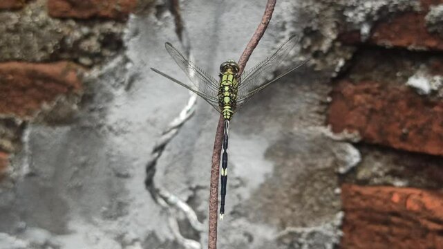 the dragonfly in the garden