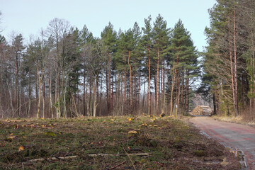 
A gravel road along a pine forest clearing in spring