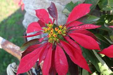 Poinsettia or Euphorbia pulcherrima plant and flower