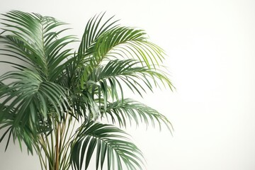 Obraz premium A tropical palm tree with a smooth trunk and lush, arching fronds, perfectly placed on a white background to complement modern outdoor designs.