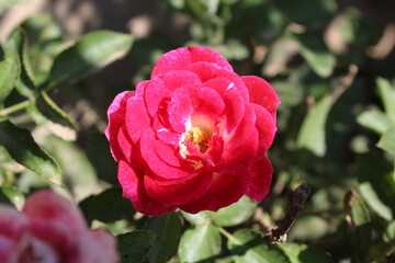 Rose flowers of Summer garden