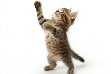 Fototapeta premium A fluffy tabby kitten standing on its hind legs with its front paws