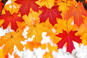 Fototapeta premium Dramatic close-up of colorful leaves falling from a tree during autumn, captured at an angle that emphasizes their motion. The rich reds and oranges contrast against the soft background