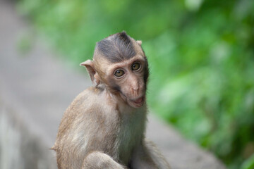 Naklejka premium 可愛いサル 