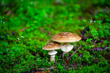 Close-up of Amanita pantherina mushroom in natural forest environment with scope background © kenan