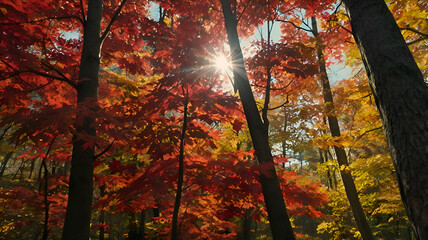 Sunlight shining through red maple trees in the autumn sky
