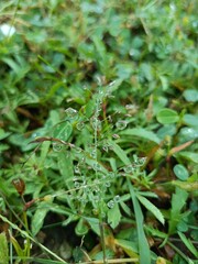 Rain Drops Glistening on a Green Plant
