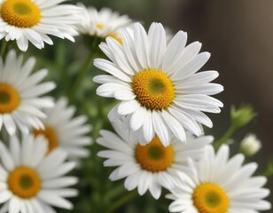 Obraz premium Soft and delicate white daisy fleabane petals in natural light, white flowers, soft