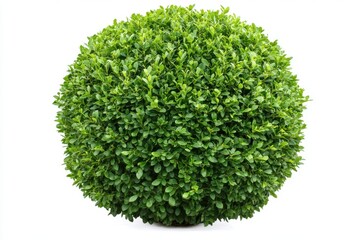 Fototapeta premium A perfectly trimmed dense green shrub with a round