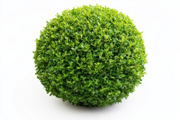 Fototapeta premium A perfectly trimmed dense green shrub with a round