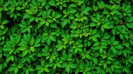 Obraz premium Lush green foliage texture with intricate patterns of leaves and branches, botanical, greenery, background