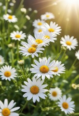 Fototapeta premium Soft focus image of white daisy fleabane flowers in the spring sunlight, white petals, blooming, sunlight, daisy fleabane