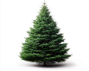 Fototapeta premium A beautiful green conifer tree on a white background.